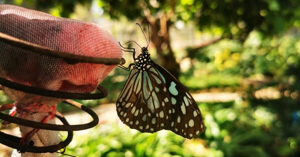 Jardines Rajapruek en Chiang Mai: naturaleza, cultura y flores en un solo&nbsp;lugar